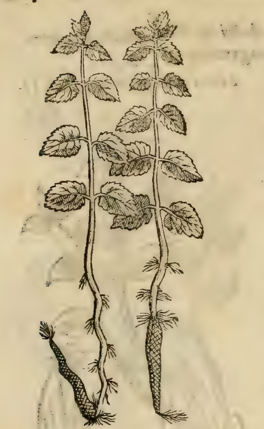 Hernández VIII 264v, atehuapatli