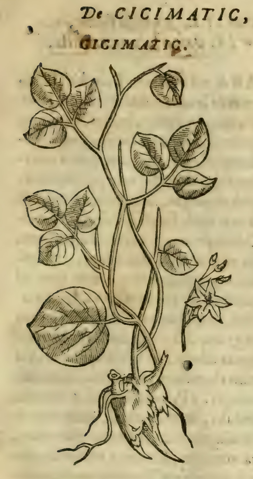 Hernández VIII 265r, zizimatic