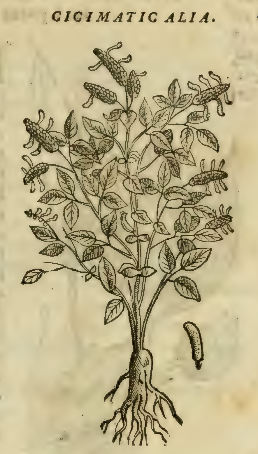 Hernández VIII 265r, zizimatic alia