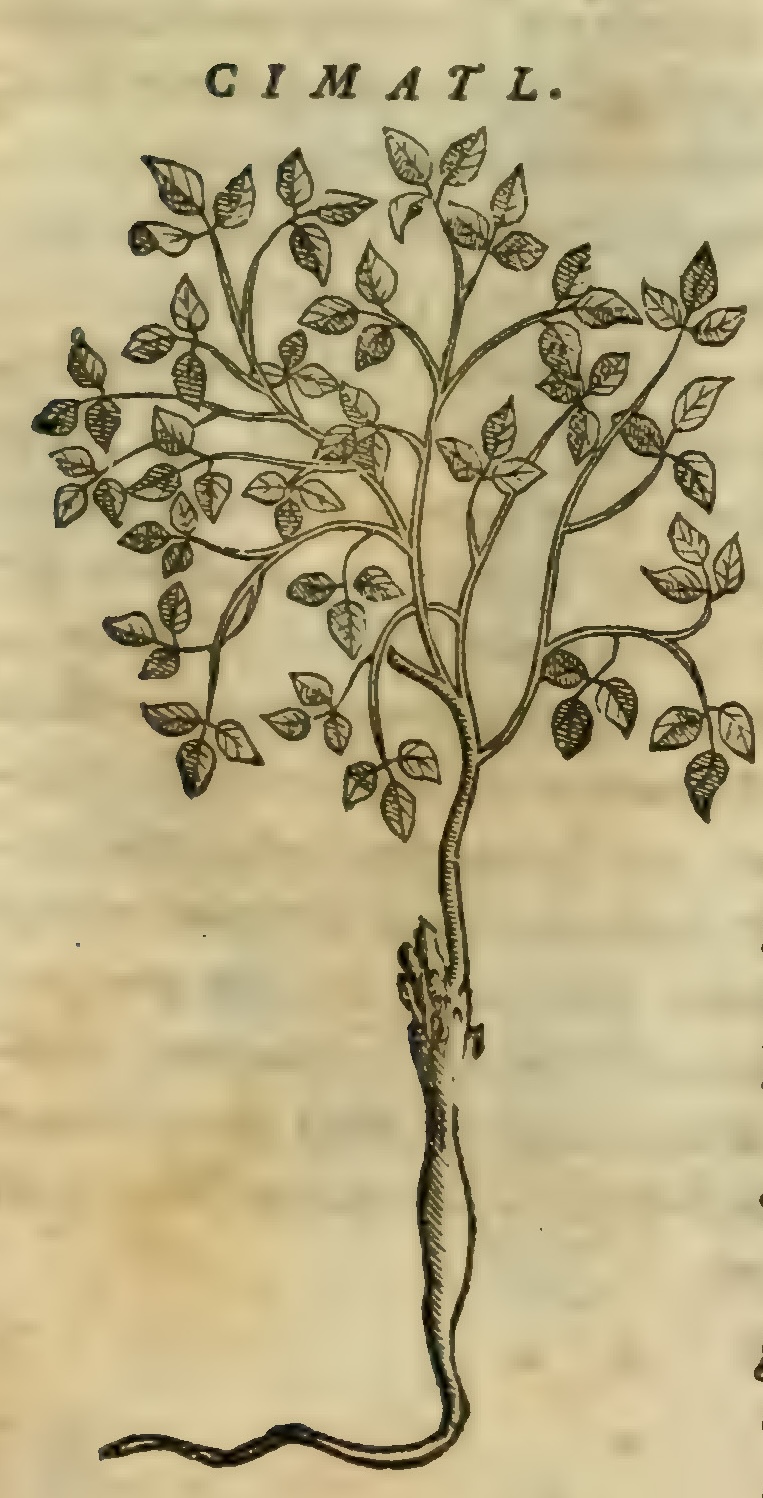 Hernández VIII 265r, zimatl