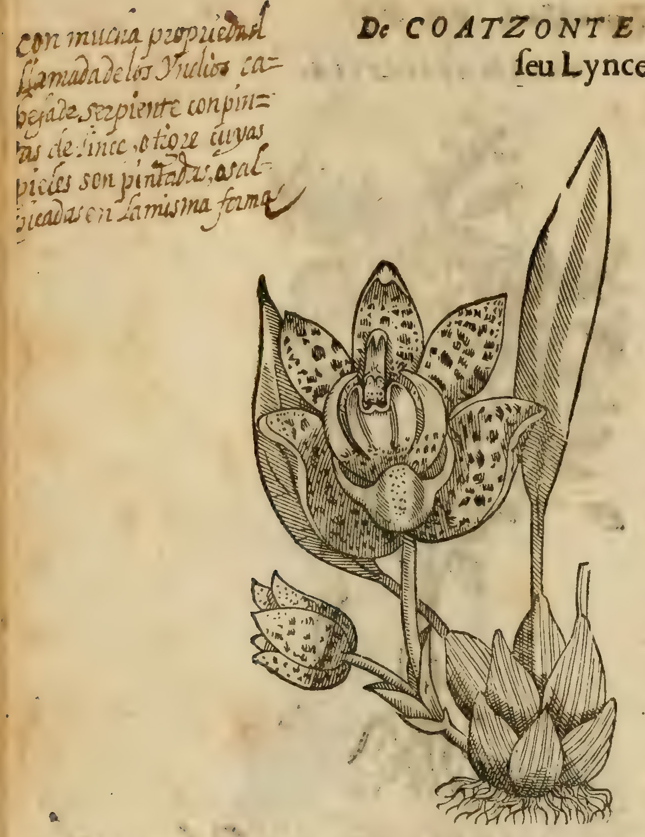 Hernández VIII 266v, coatzonte coxochitl