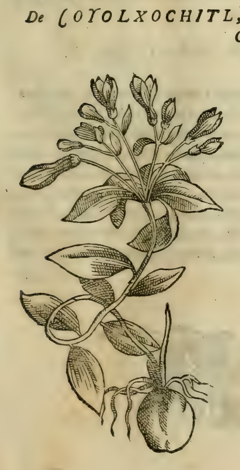 Hernández VIII 267r, coyolxochitl