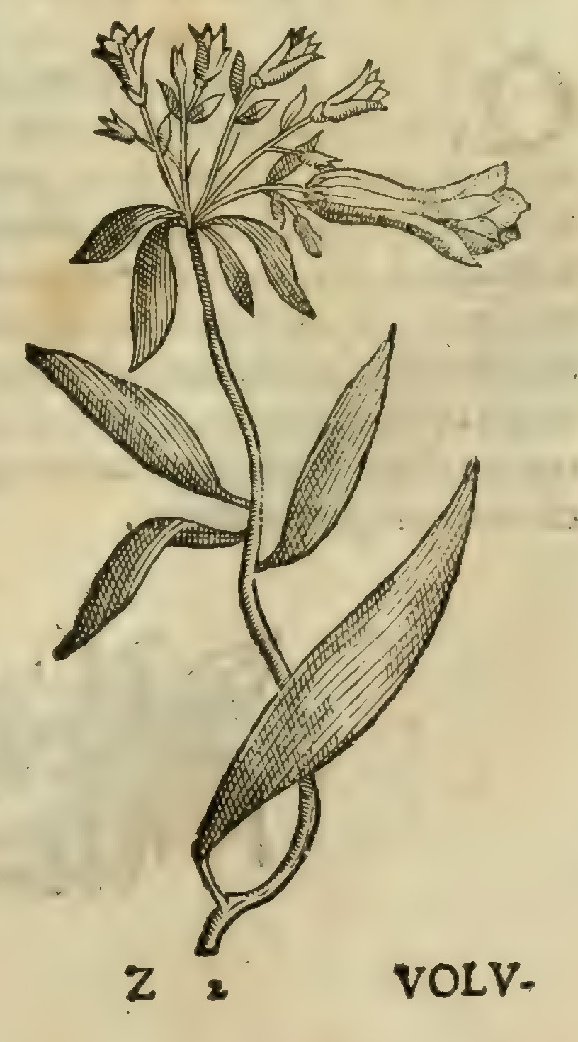 Hernández VIII 267r, coyolxochitl
