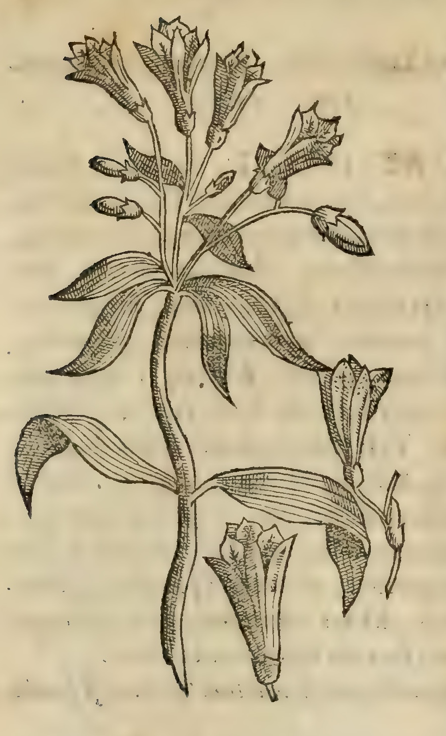 Hernández VIII 268v, coyolxochitl