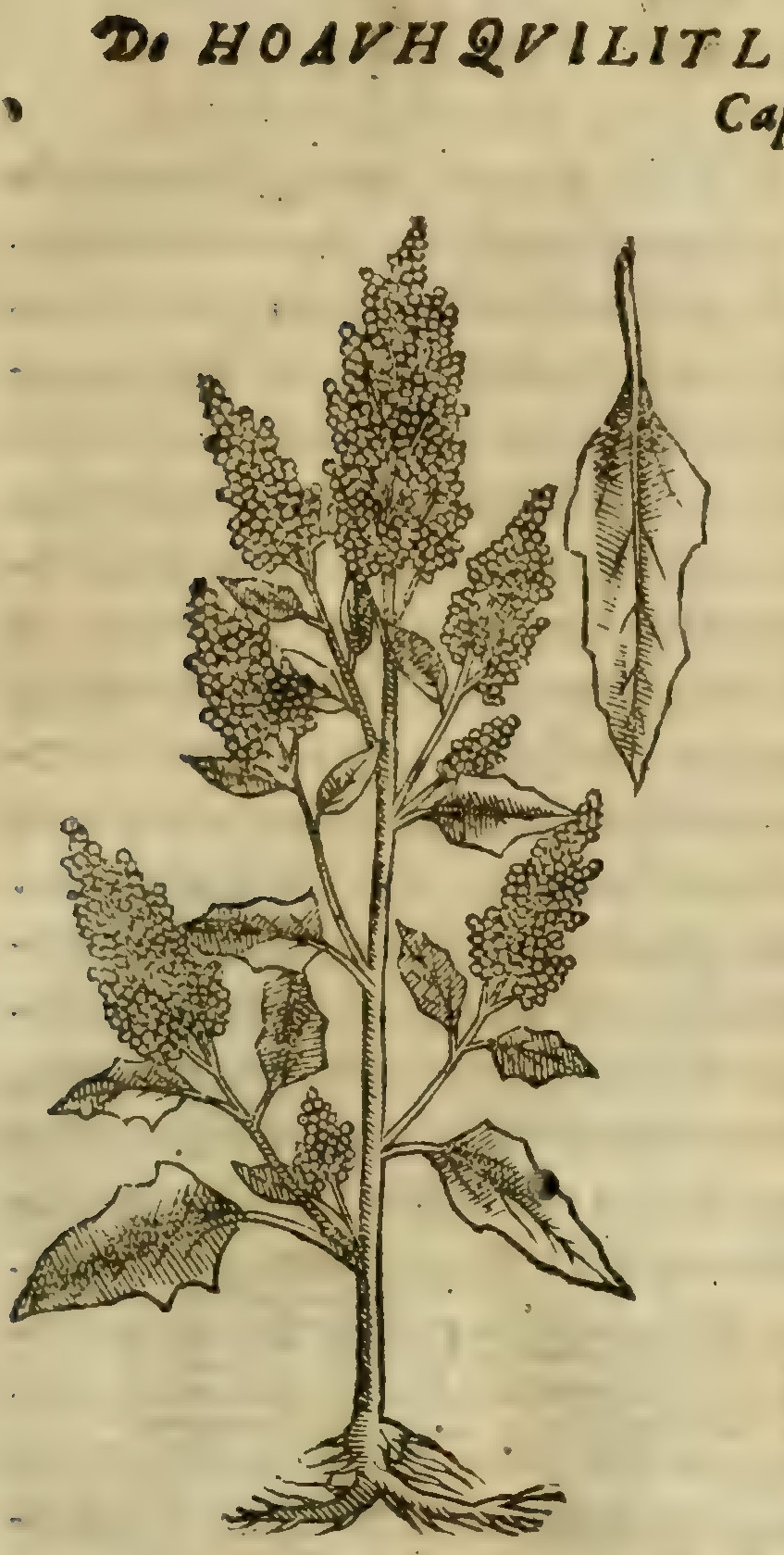 Hernández VIII 269r, hoauhquilitl