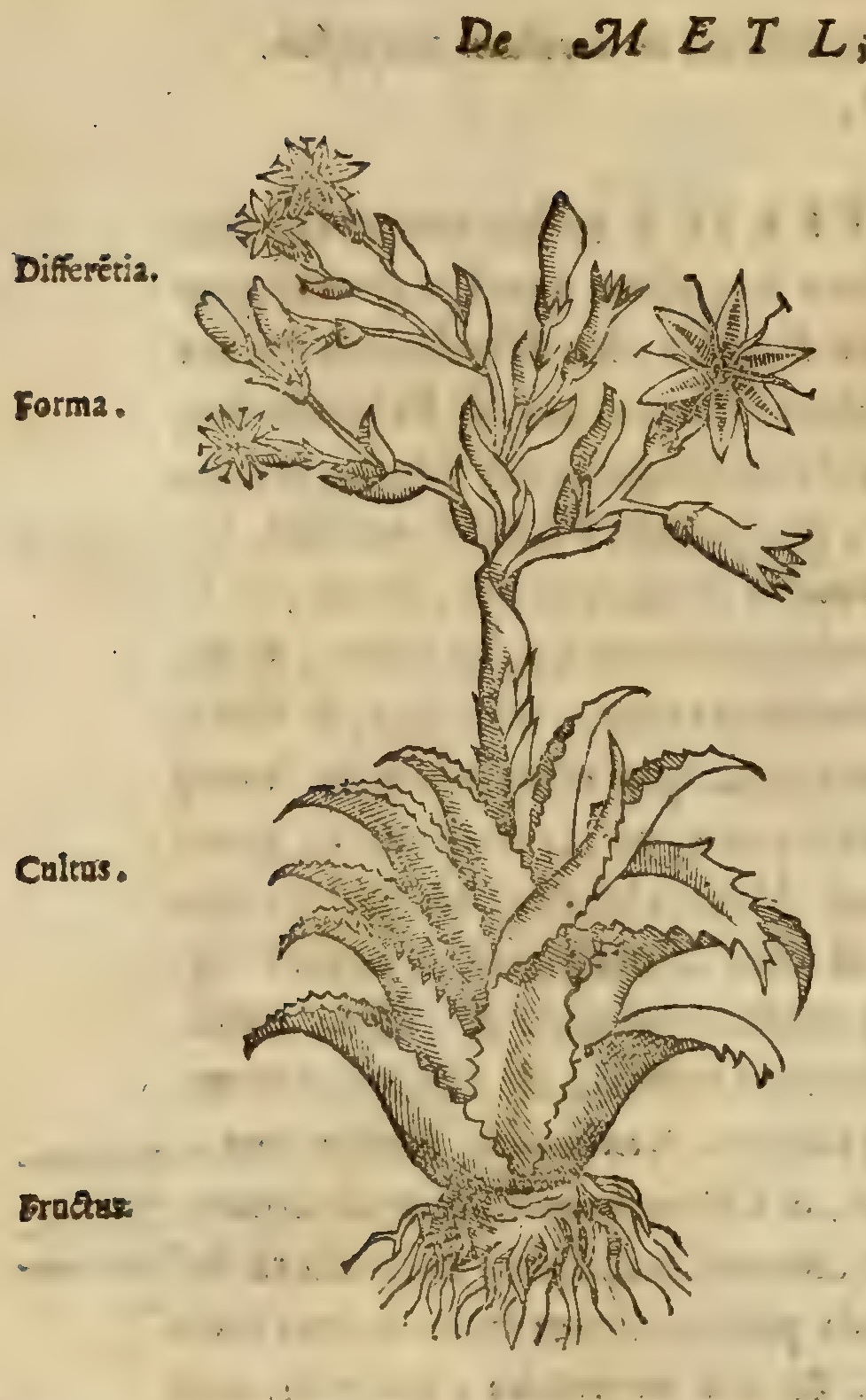 Hernández VIII 270v, metl