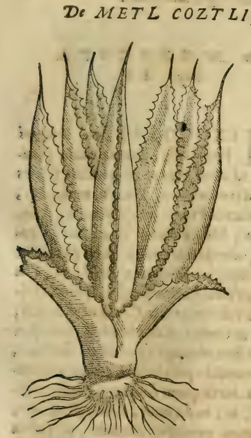 Hernández VIII 271r, metl coztli