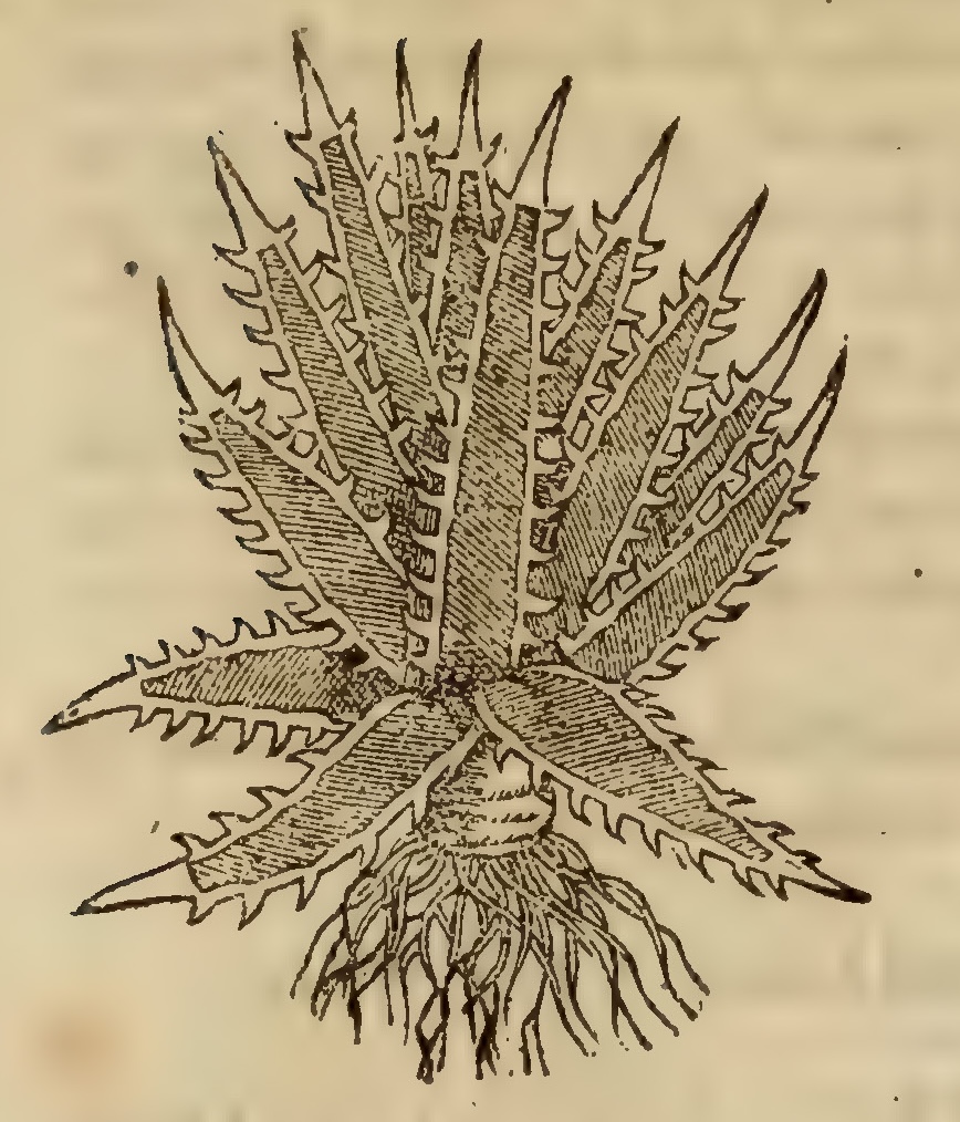 Hernández VIII 272v, mexcalmetl