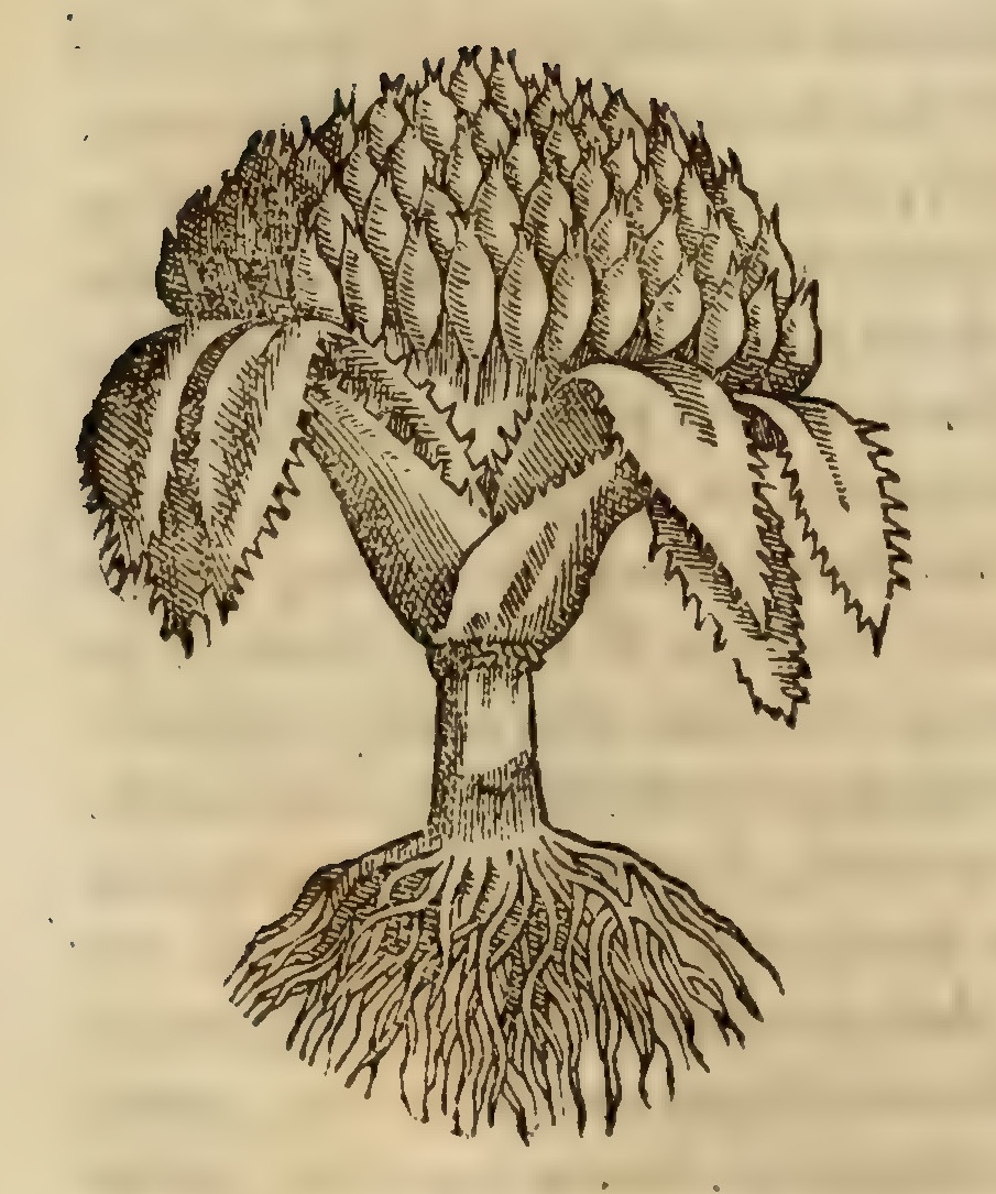 Hernández VIII 272v, mexocotl