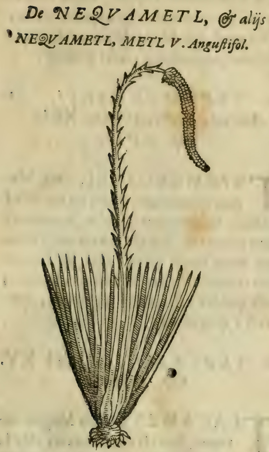 Hernández VIII 273r, necuametl metl