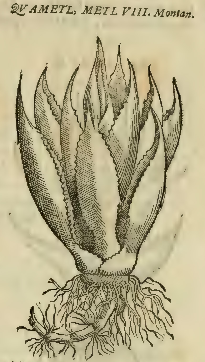 Hernández VIII 273r, cuametl metl