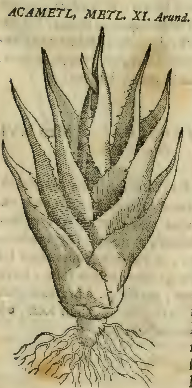 Hernández VIII 273r, acametl metl