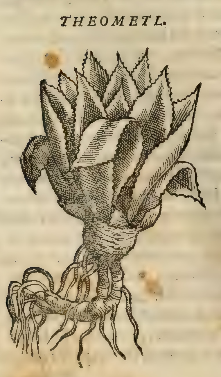 Hernández VIII 274v, teometl