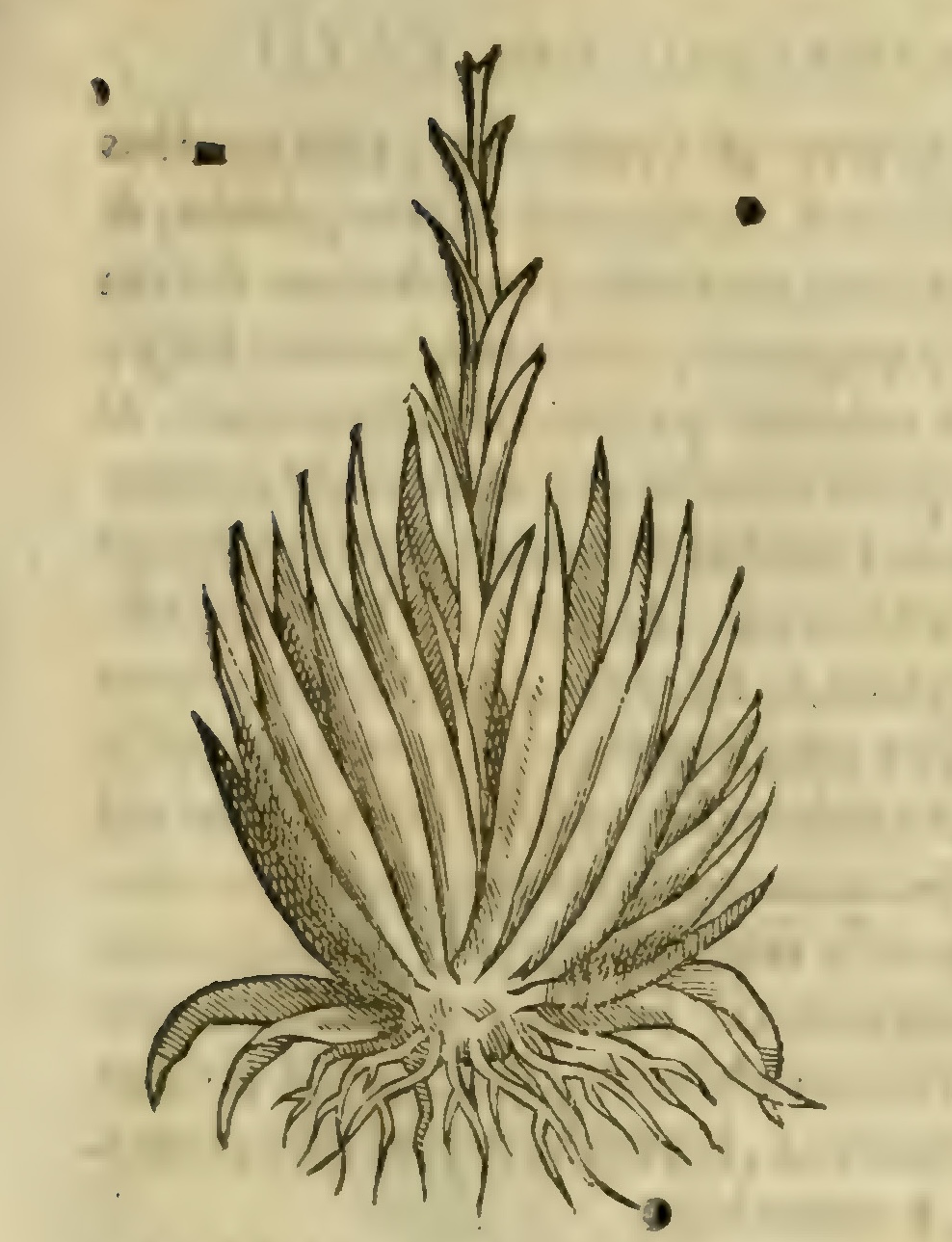 Hernández VIII 275r, pati