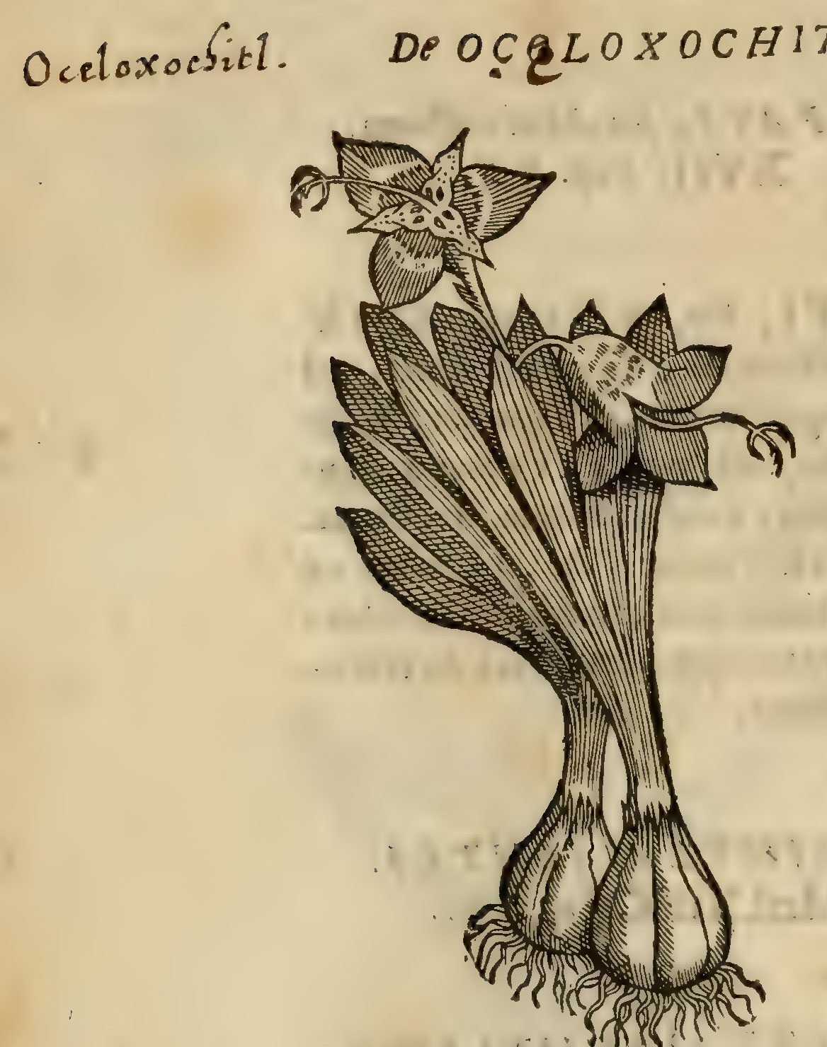 Hernández VIII 276v, ozoloxochitl