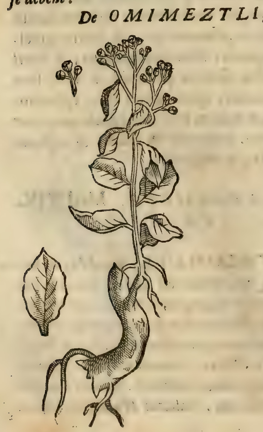 Hernández VIII 276v, omimeztli