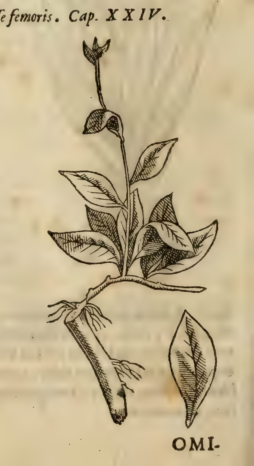 Hernández VIII 276v, omimeztli