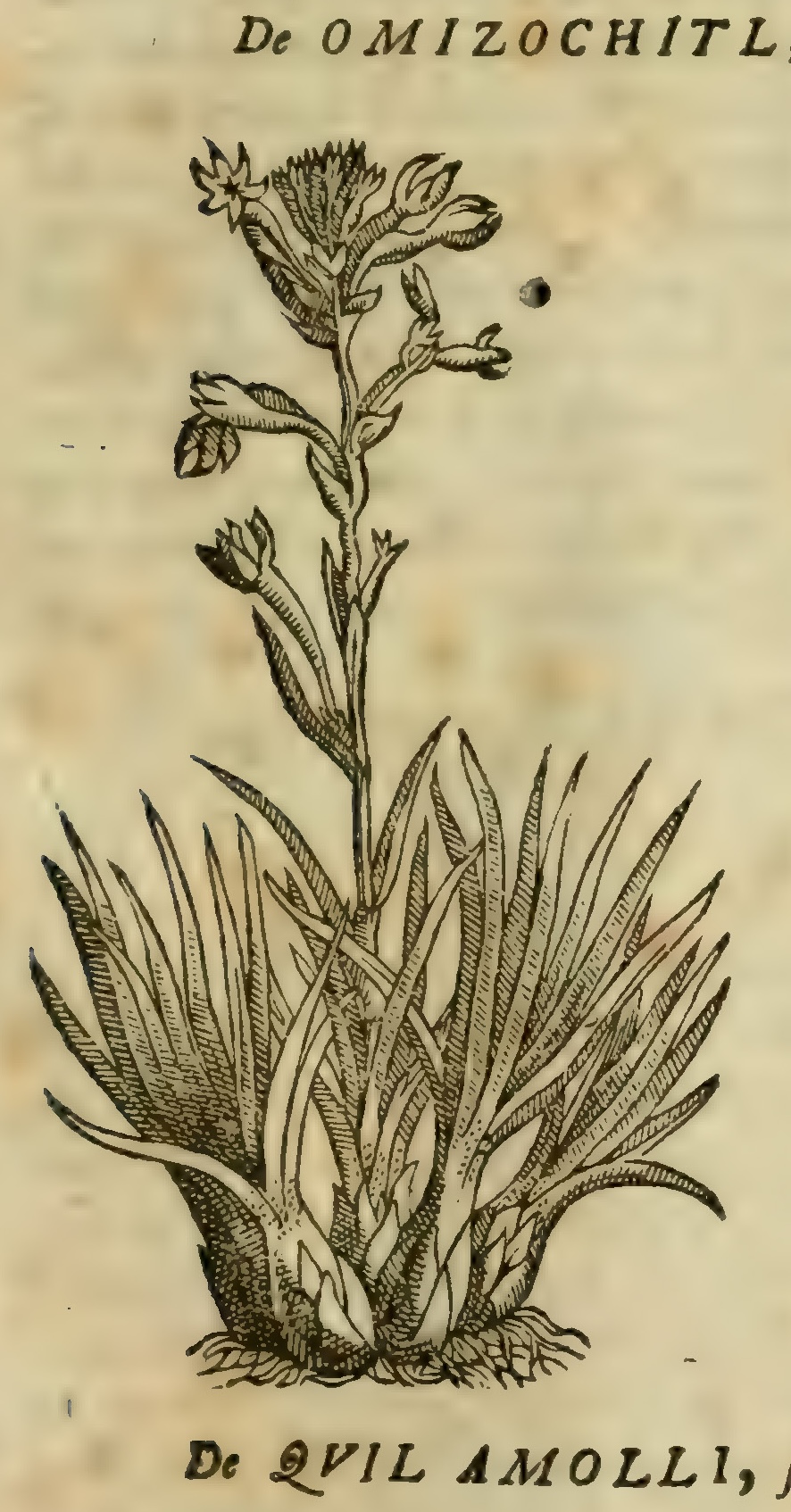 Hernández VIII 277v, omizochitl