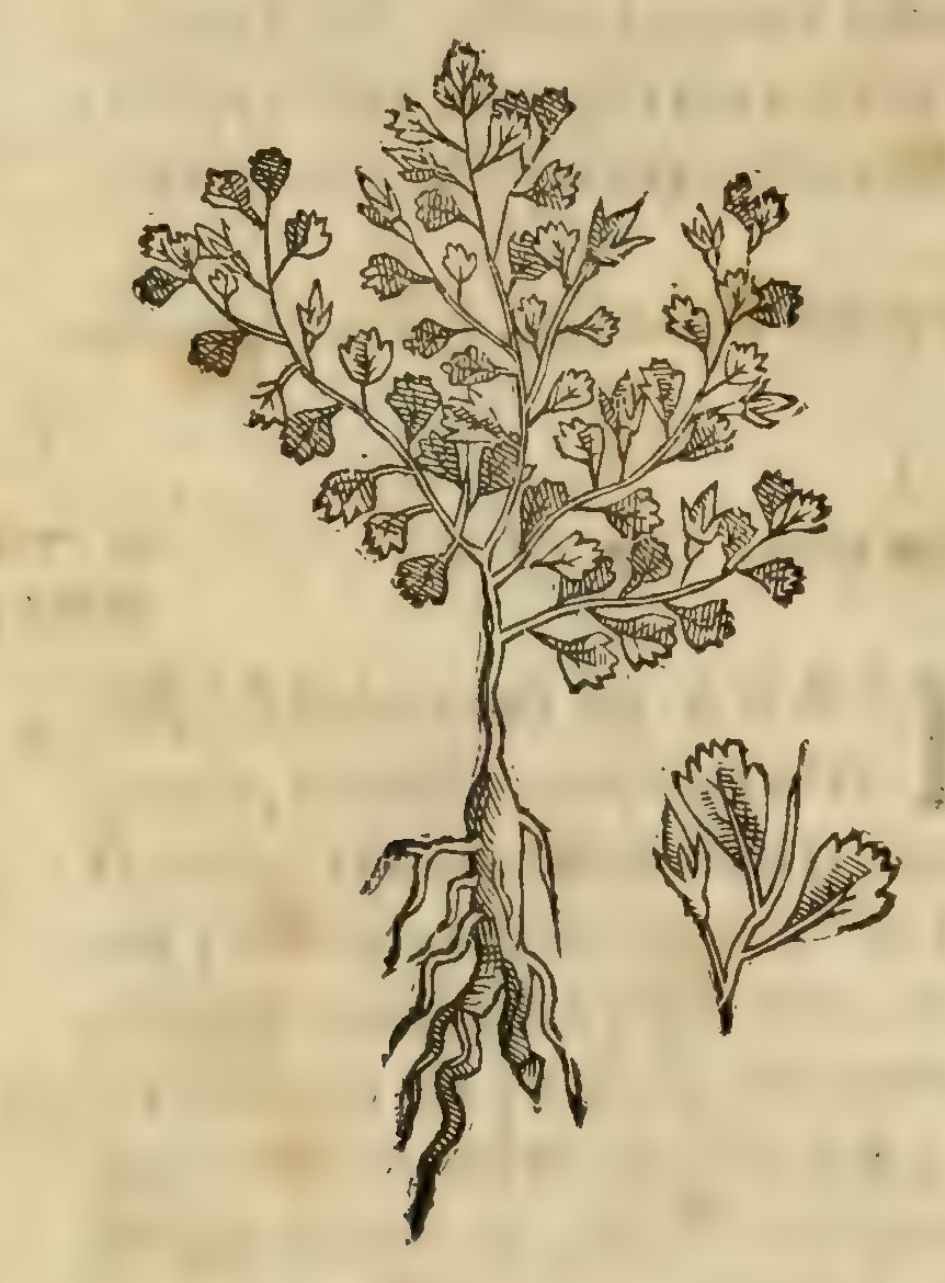 Hernández VIII 278v, tepitzic xihuitl