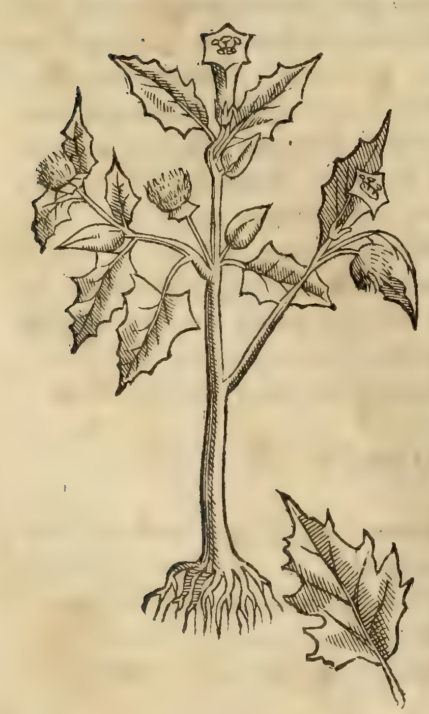 Hernández VIII 278v, tlapatl