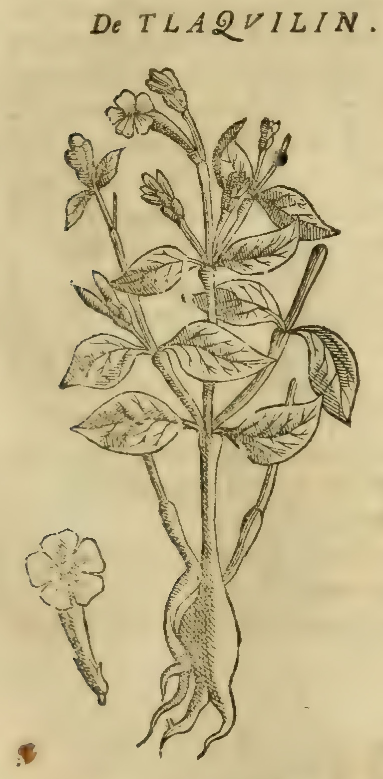 Hernández VIII 279r, tlacualin