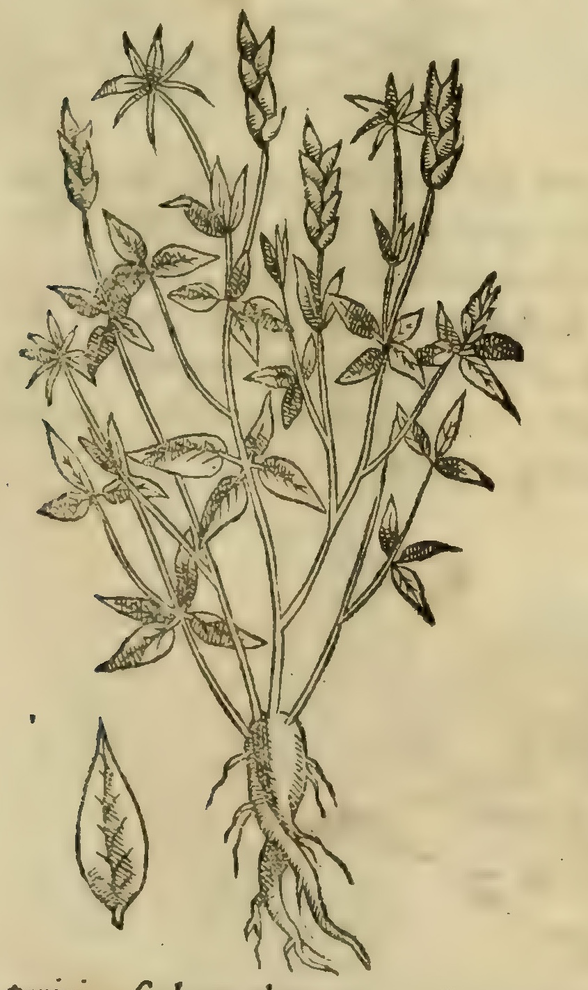 Hernández VIII 281r, tlalantlaca cuitlapili