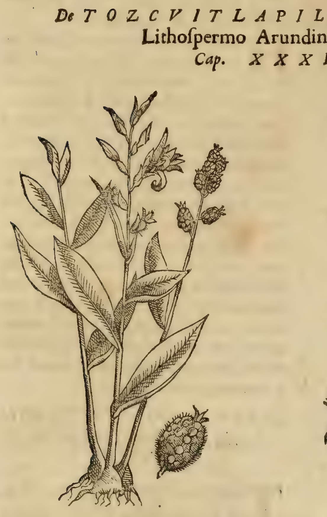 Hernández VIII 282v, tozcuitlapil xochitl