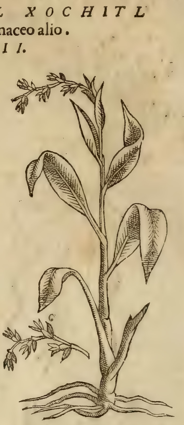 Hernández VIII 282v, tozcuitlapil xochitl
