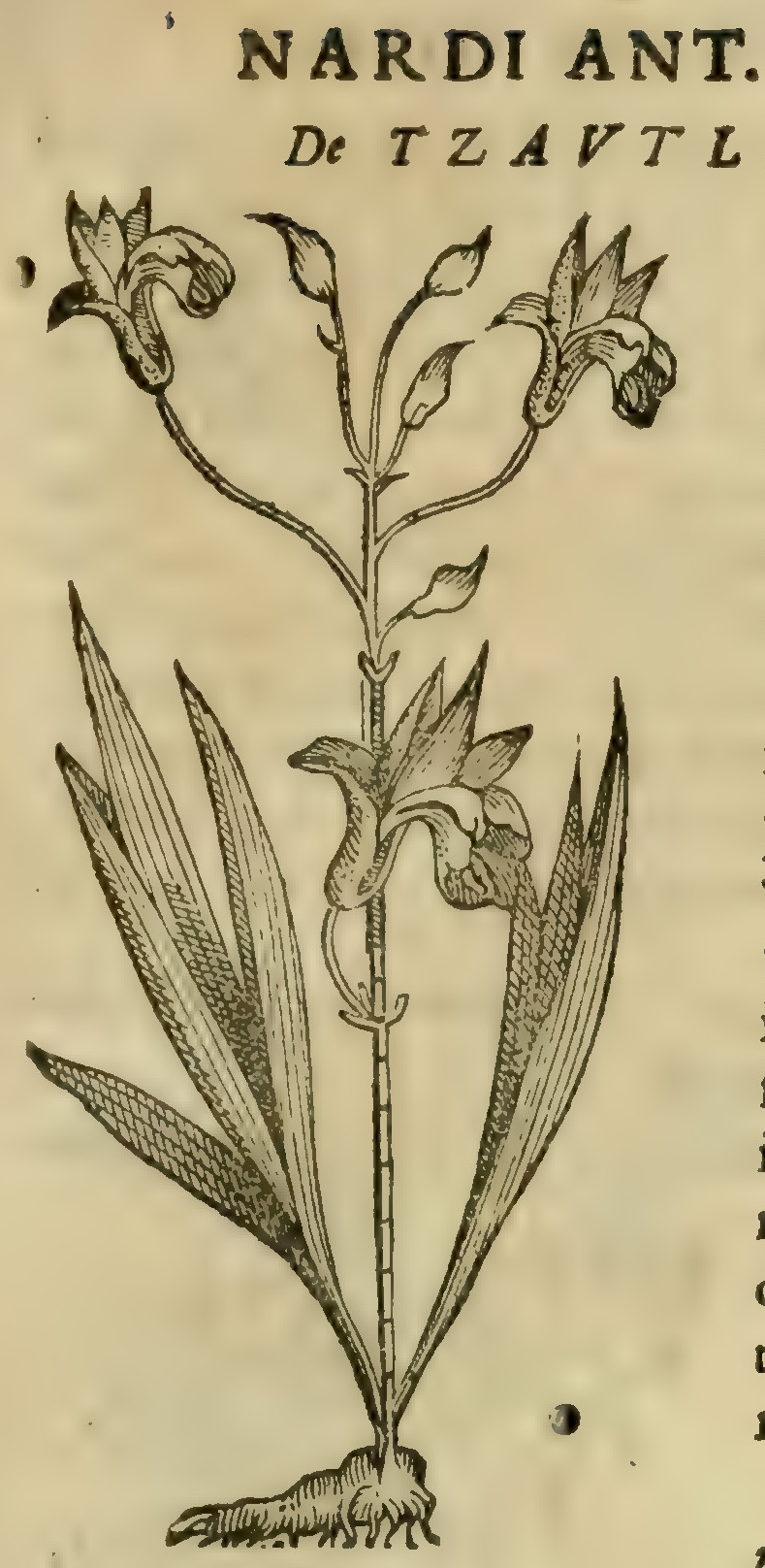 Hernández VIII 283r, tzautli