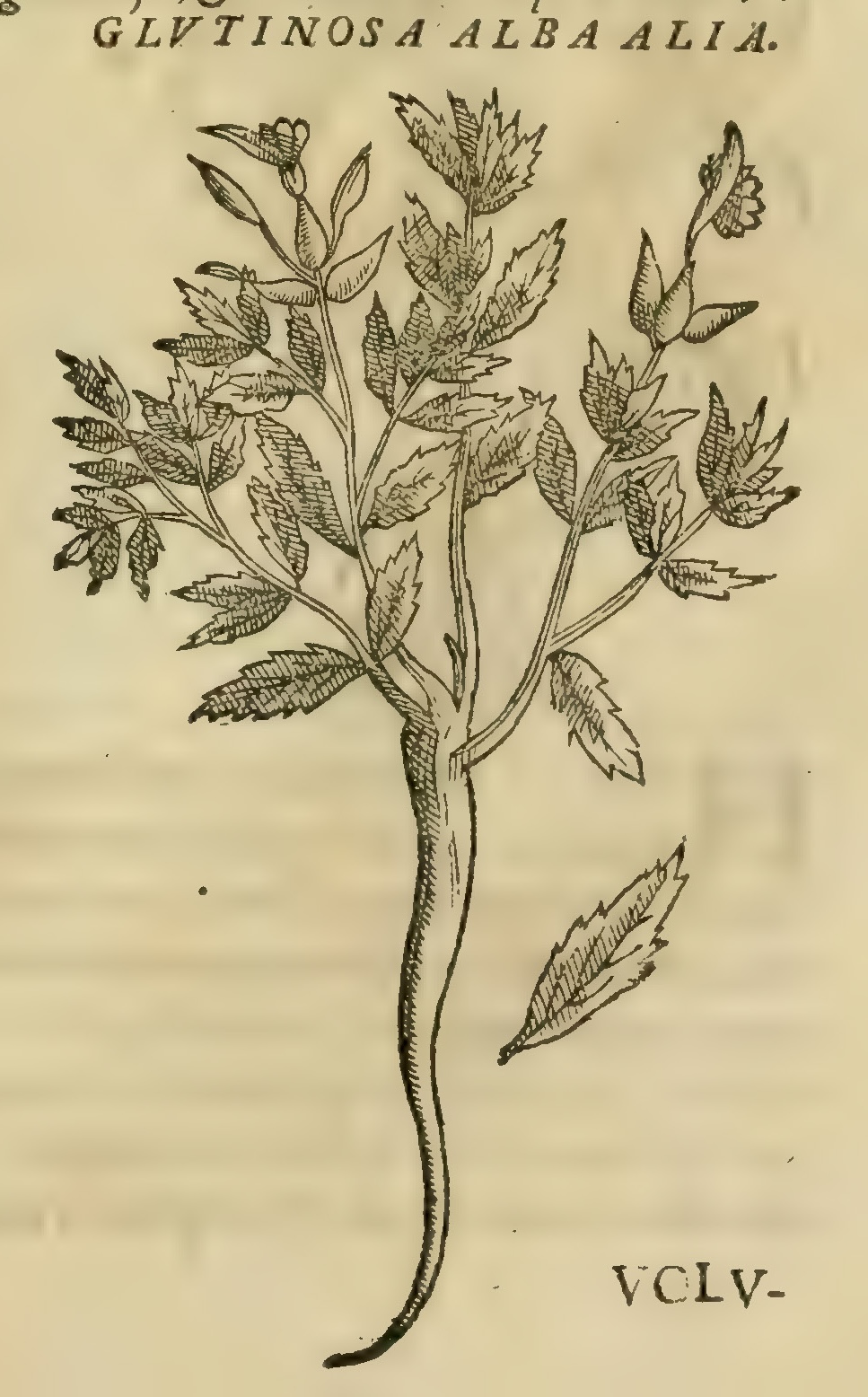 Hernández VIII 283r, iztac zazalic