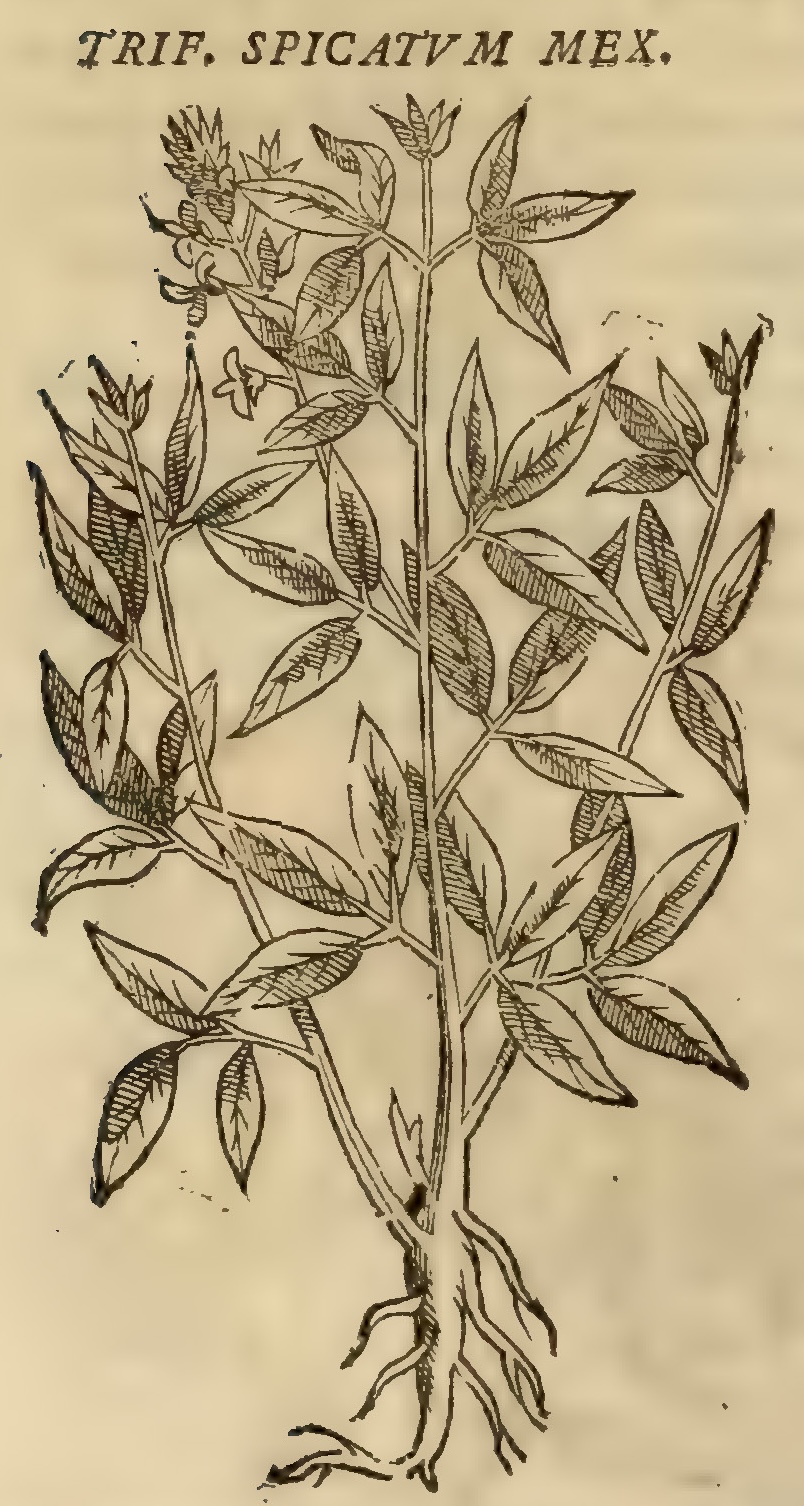 Hernández VIII 284v, zazalic