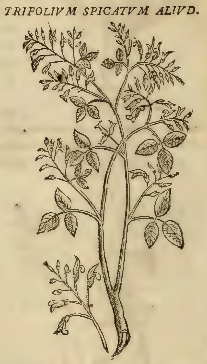 Hernández VIII 284v, zazalic