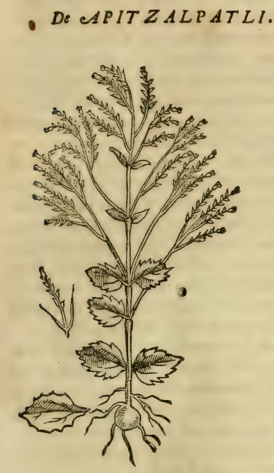 Hernández VIII 285r, apitzalpatli