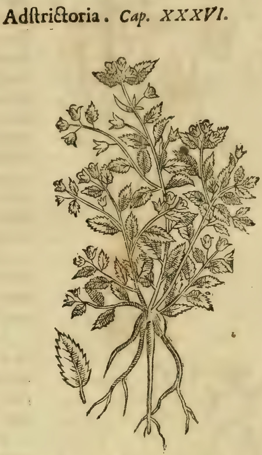 Hernández VIII 285r, apitzalpatli