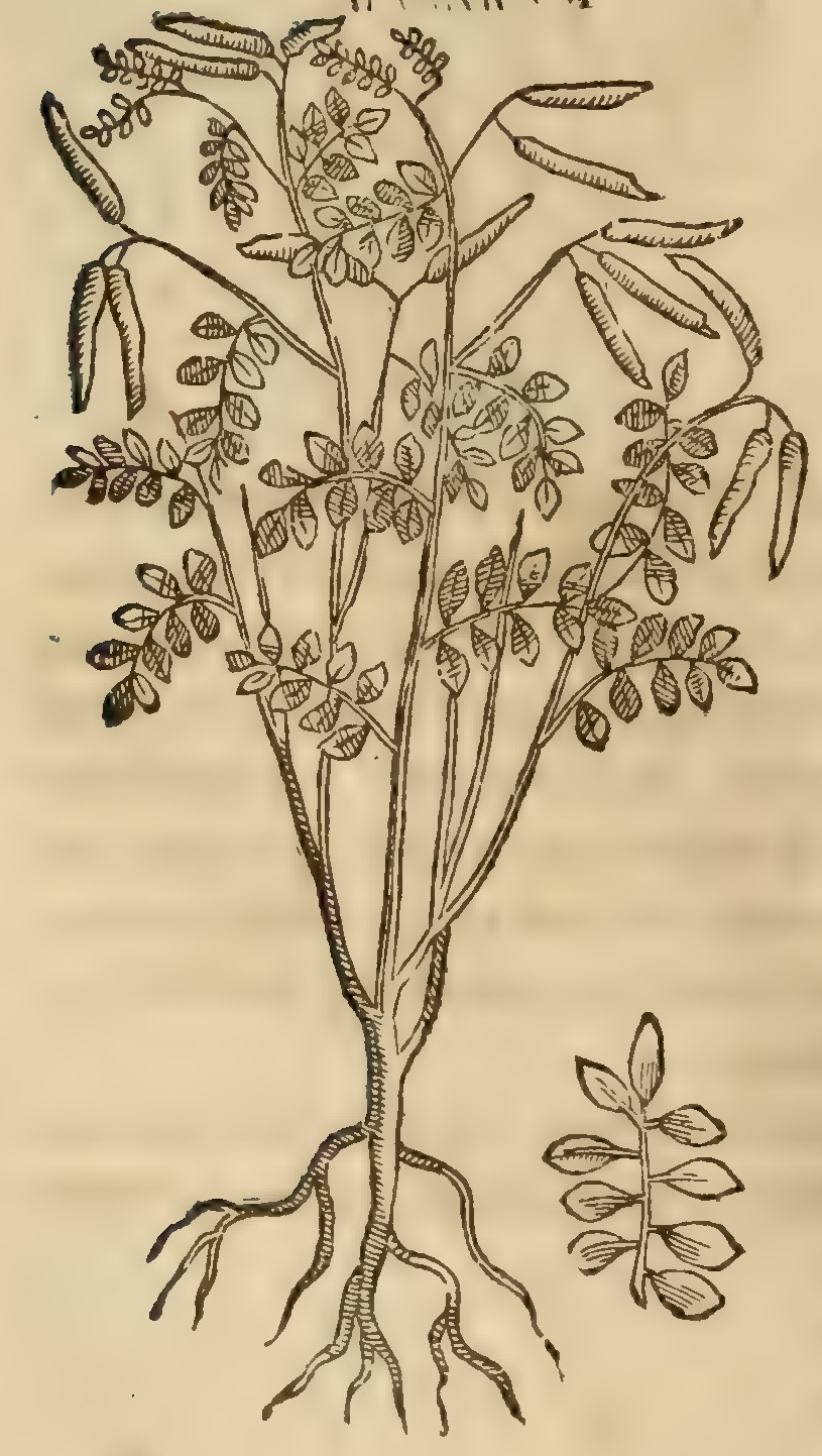 Hernández VIII 286v, hoclicpatli