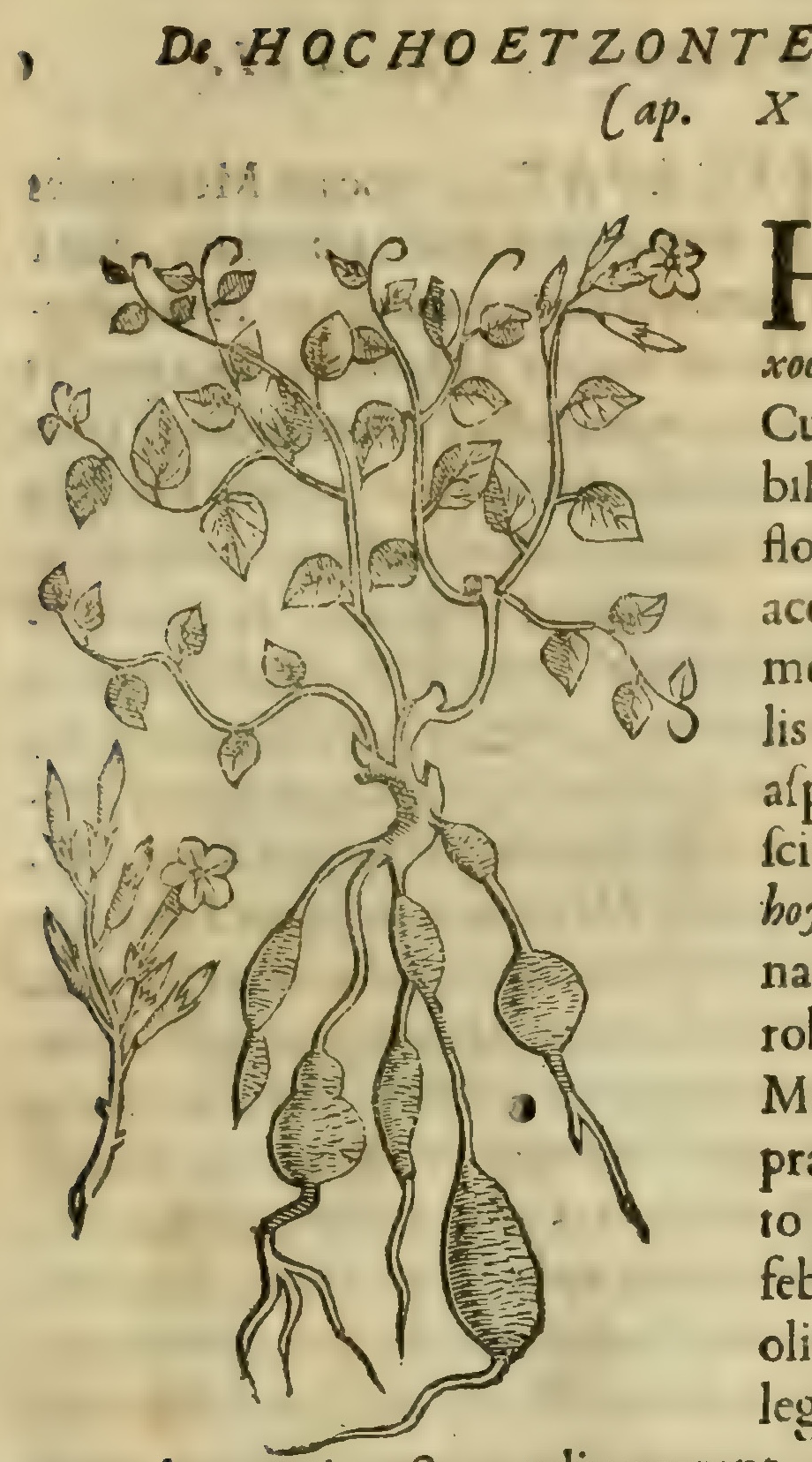 Hernández VIII 287r, hochoetzonte comatl