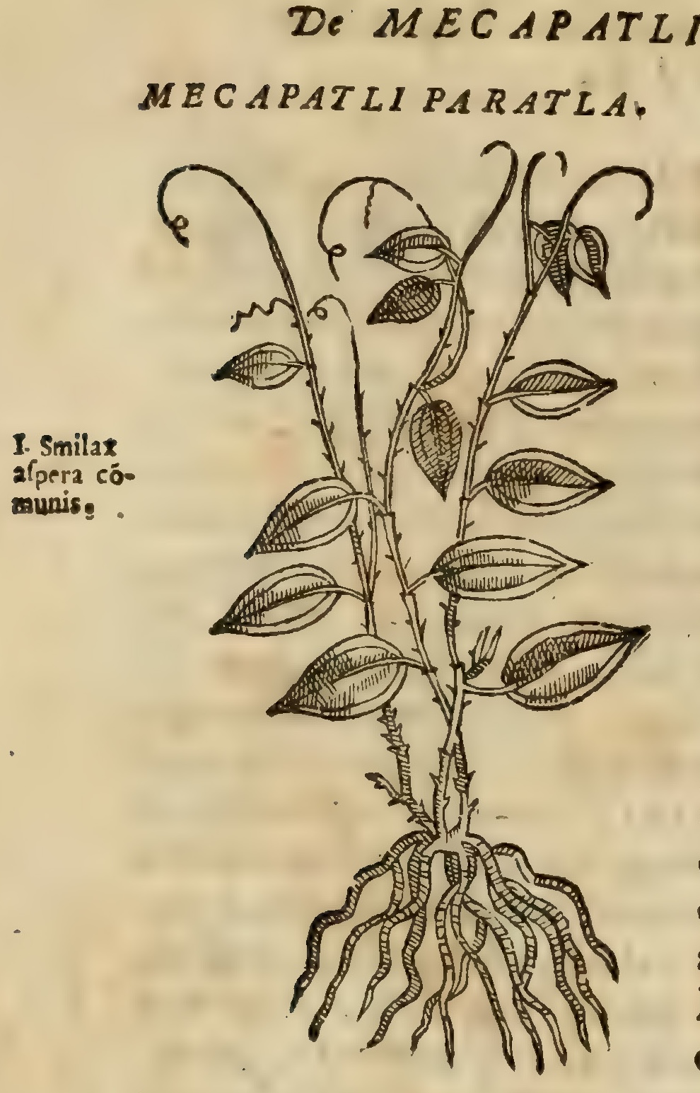Hernández VIII 288v, mecapatli