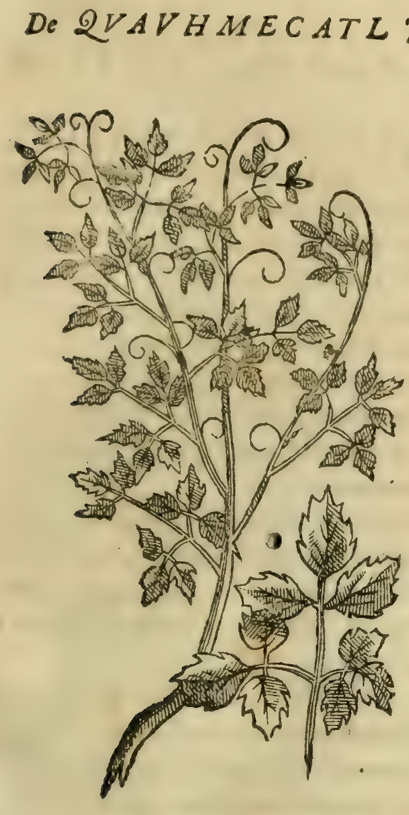 Hernández VIII 289r, cuauhmecatl