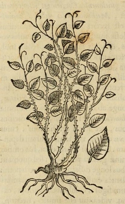 Hernández VIII 290r, Cuauhmecapatli