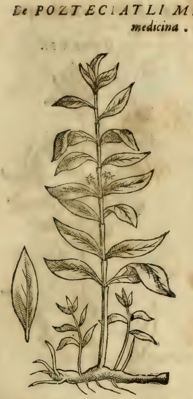 Hernández VIII 291r, poztecpatli
