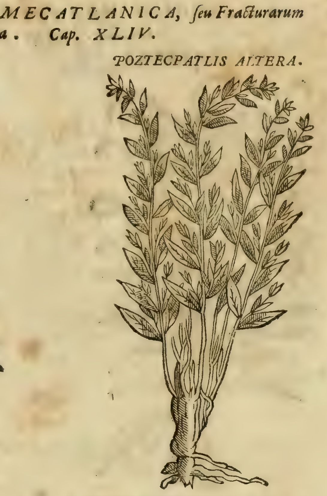 Hernández VIII 291r, poztecpatli altera