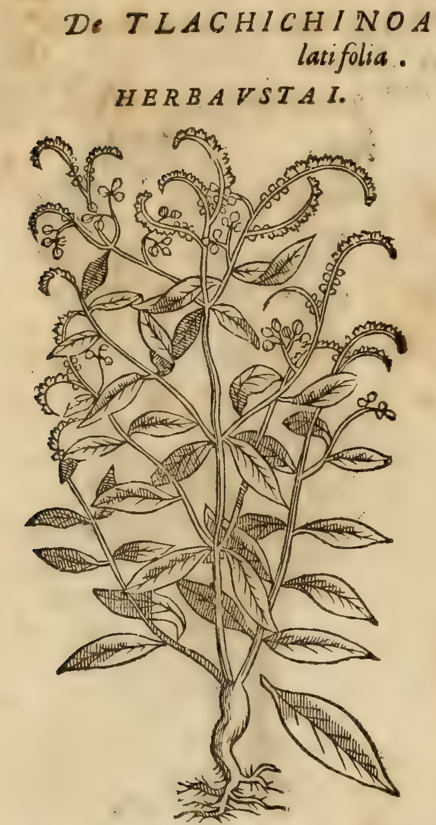 Hernández VIII 292v, tlachichinoa patlahoac
