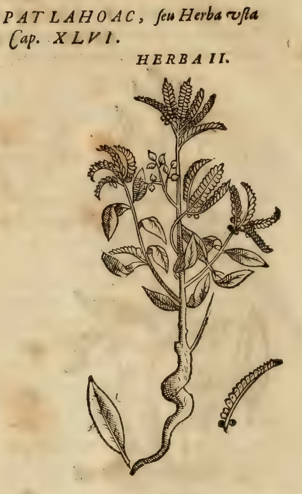 Hernández VIII 292v, tlachichinoa patlahoac herba