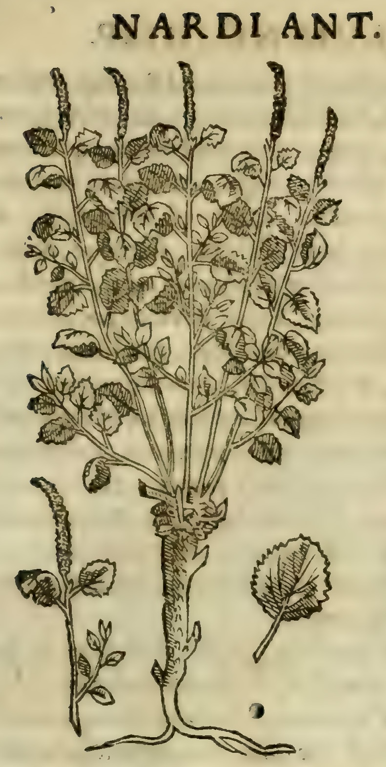 Hernández VIII 293r, tlaelpatli