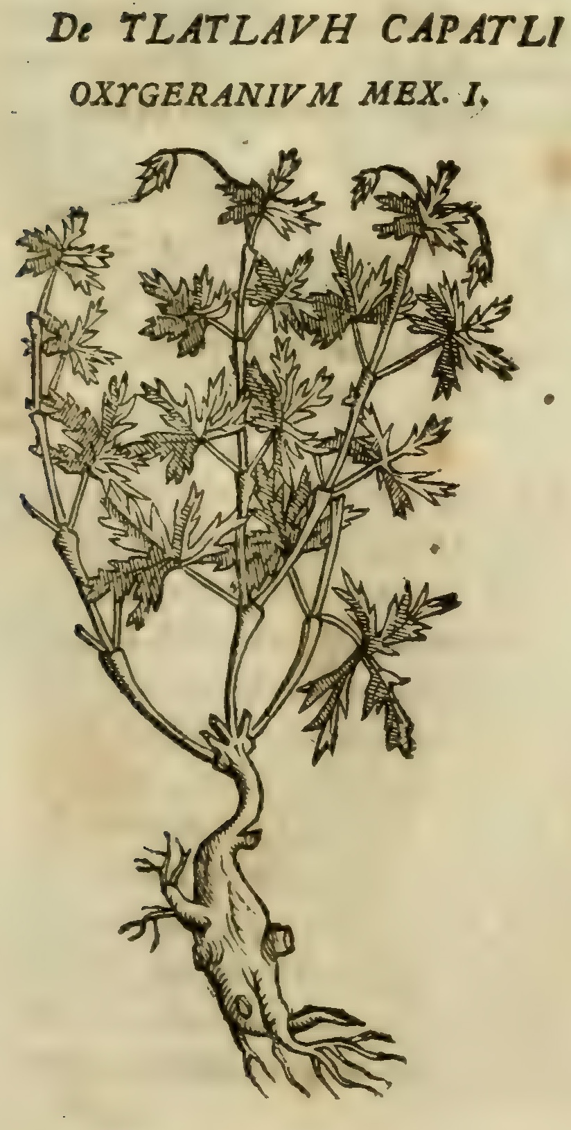 Hernández VIII 293r, tlatlauh capatli