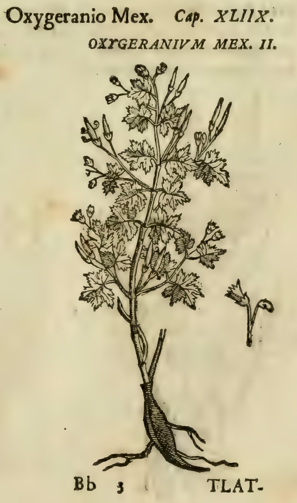 Hernández VIII 293r, tlatlauh capatli
