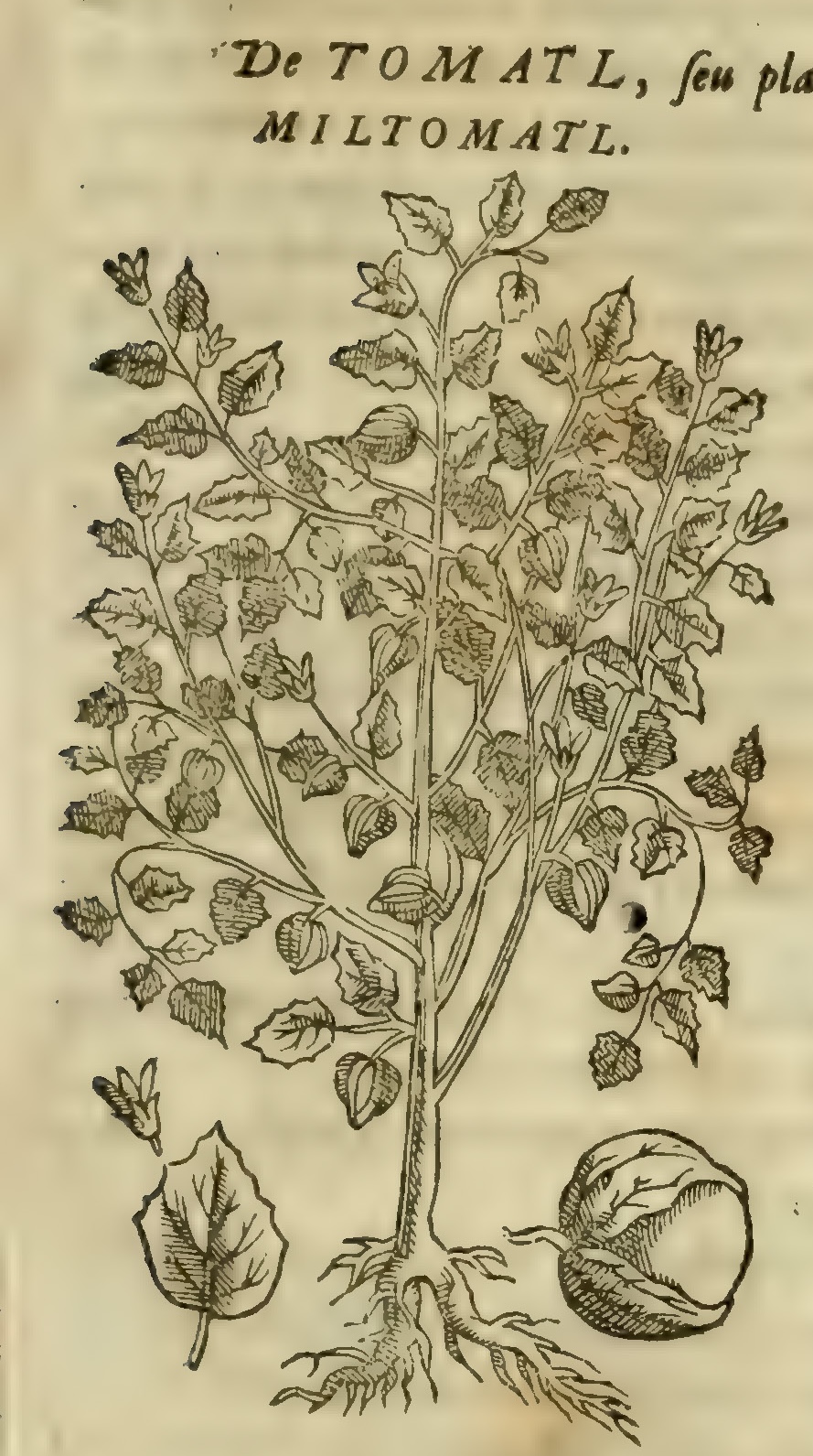 Hernández VIII 295r, tomatl