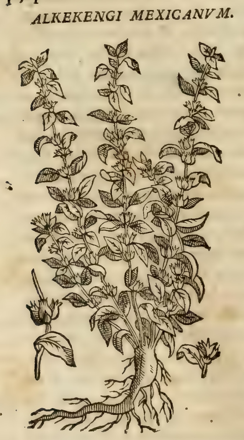 Hernández VIII 296v, alkekengi mexicanum