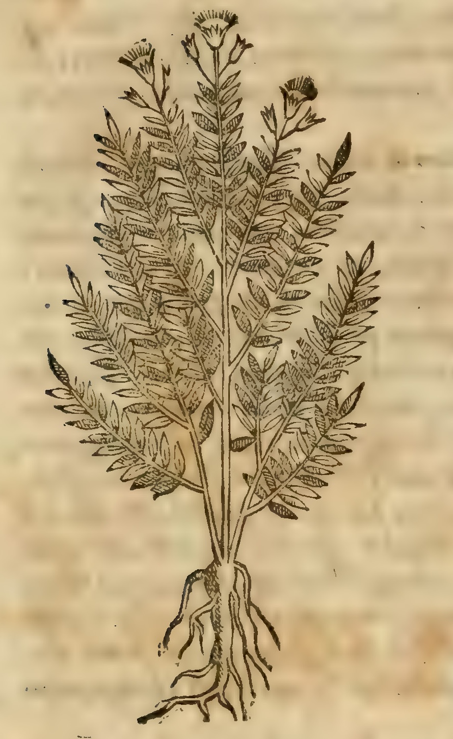 Hernández VIII 298v, alahuacapatli
