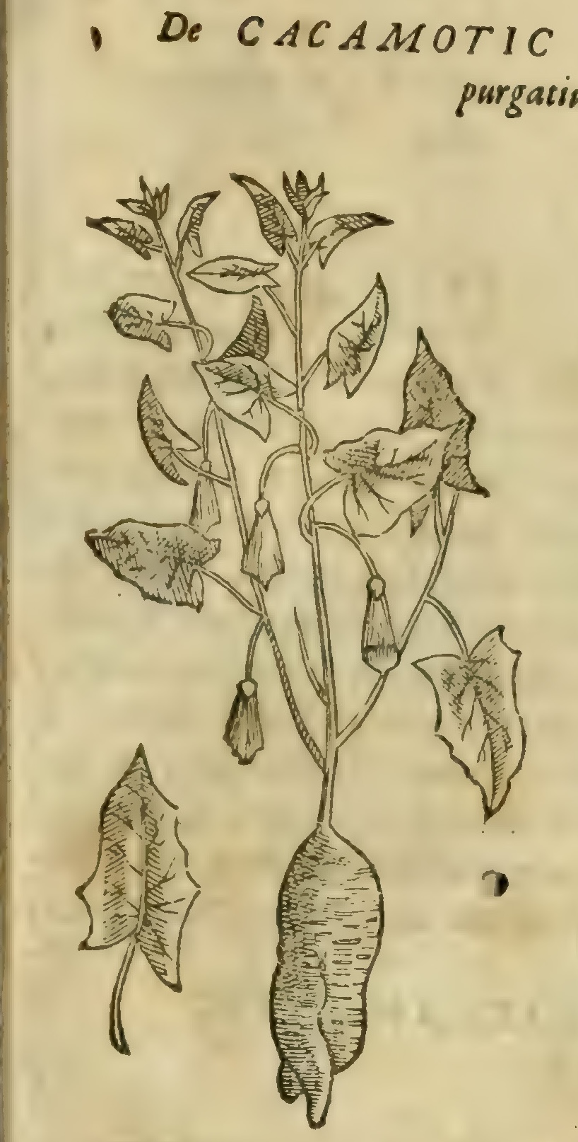 Hernández VIII 299r, cacamotic tlanocuiloni
